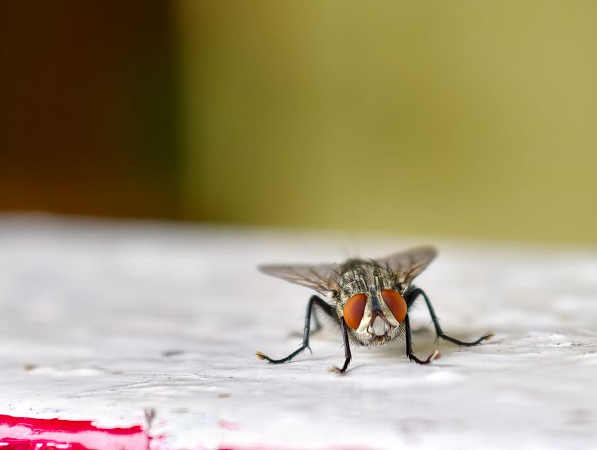A close-up image of a common housefly sitting on a weathered, white wooden surface. The fly has large, prominent reddish-brown compound eyes and a grayish, slightly striped thorax with fine hair-like